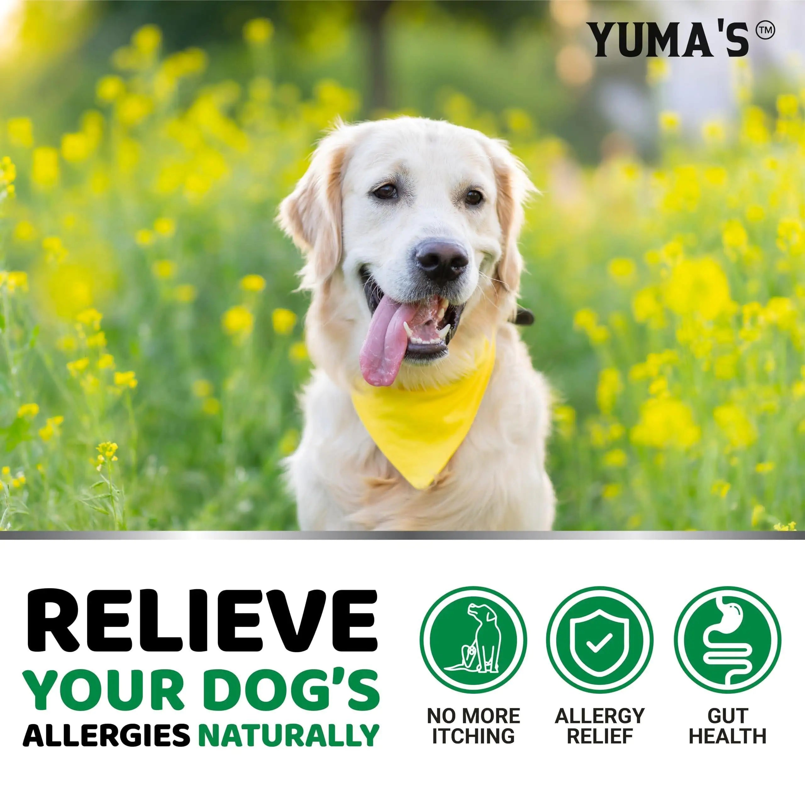 Allergy & Itch Relief Chews – Immune Support for Dogs of All Sizes